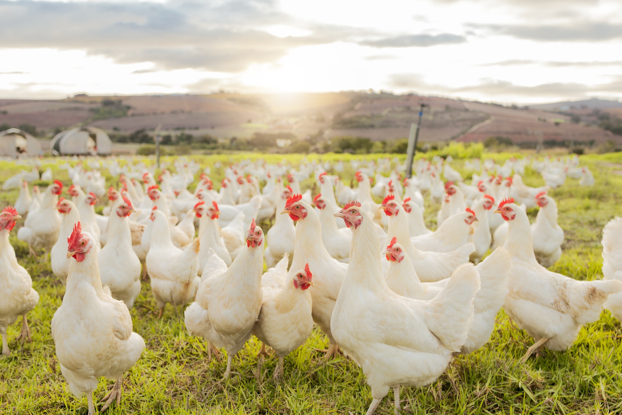 Granja, sostenibilidad y rebaño de pollos en granja para agricultura ecológica, avicultura y ganadería. Lente fla