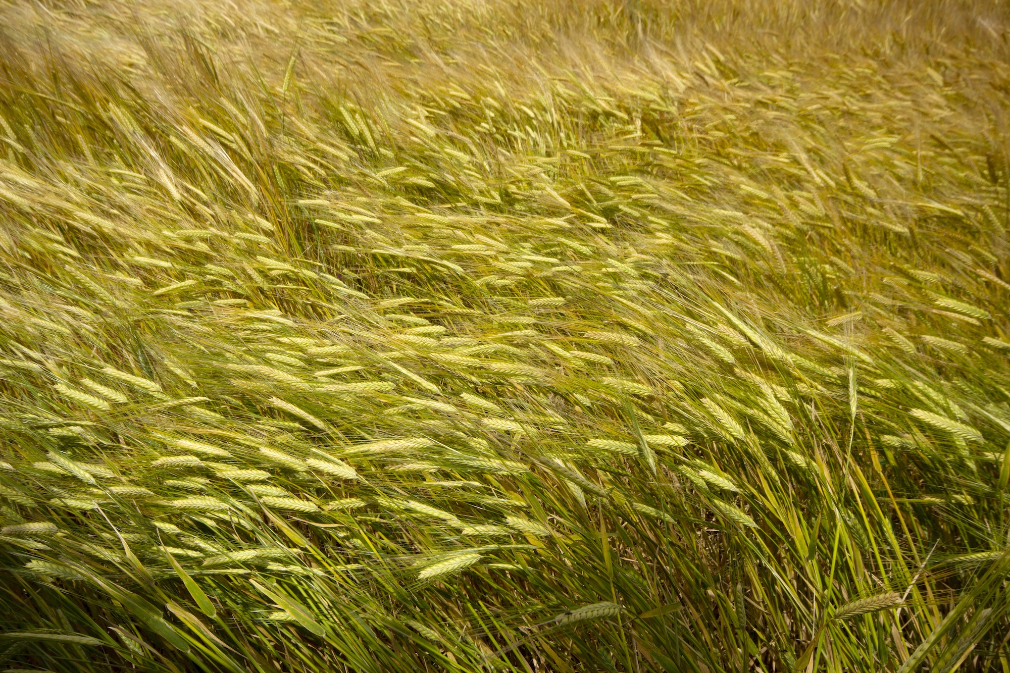 La agricultura. Campo de trigo en verano.