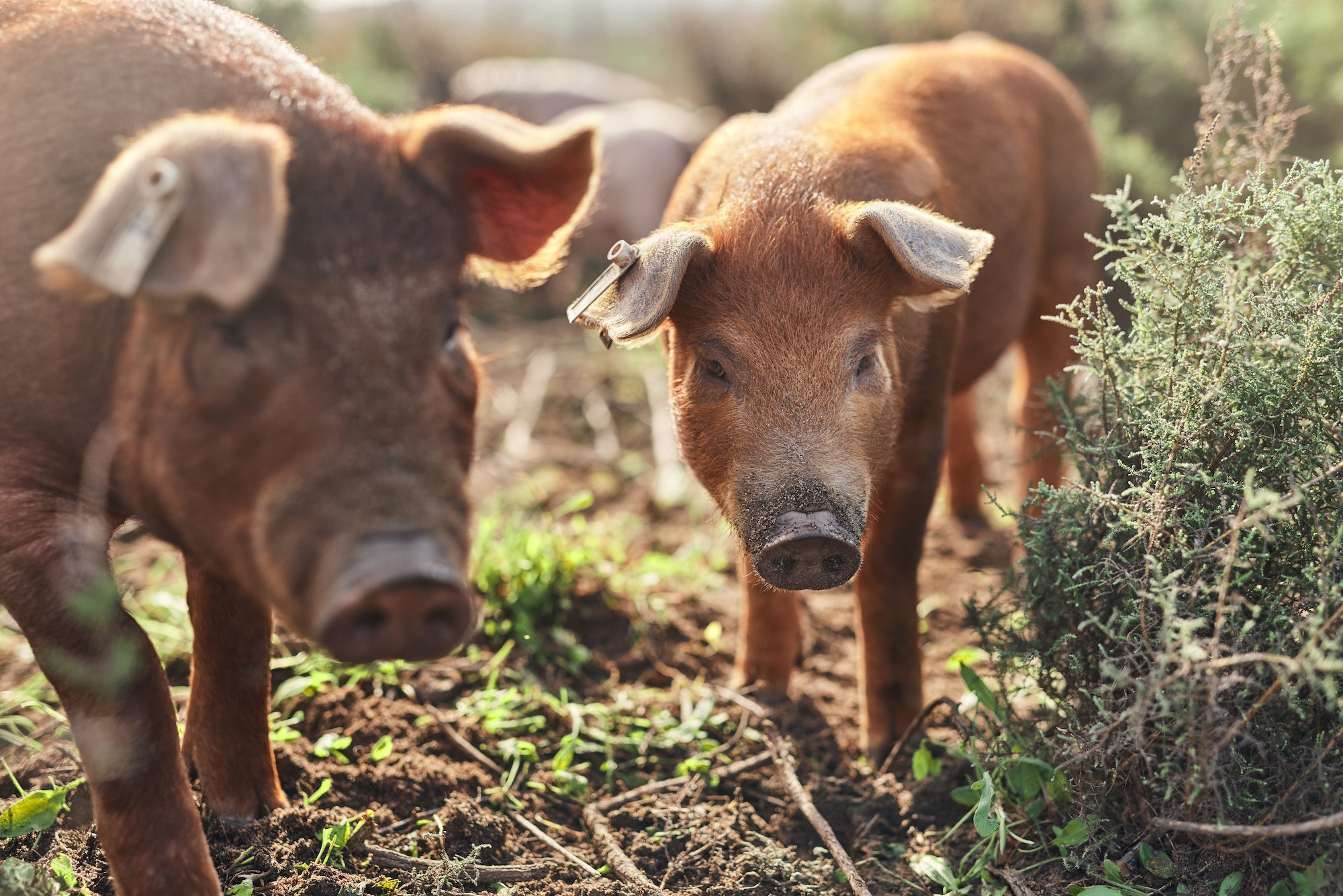 Vaya cerdo o váyase a casa. Fotografía de cerdos vagando por una granja.