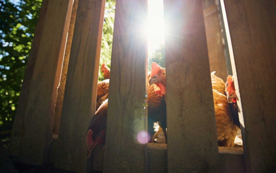 Cambiar el futuro de la avicultura