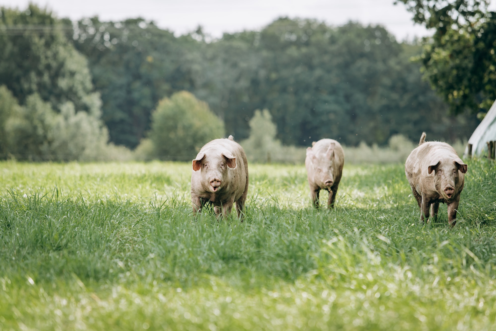 Cerdos pastan en una granja en el campo. Cerdos pastan en una granja privada