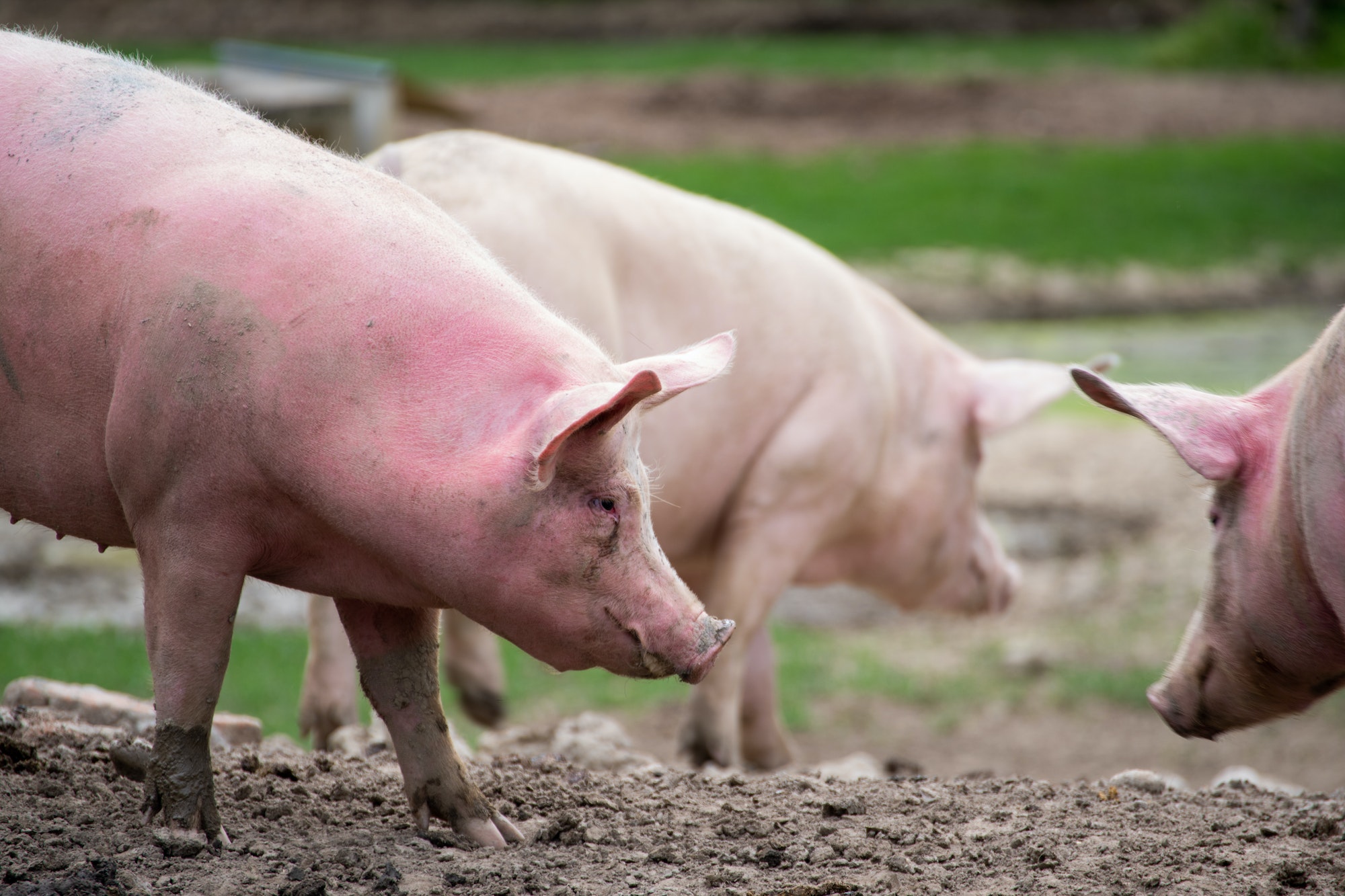 Pigs in farm