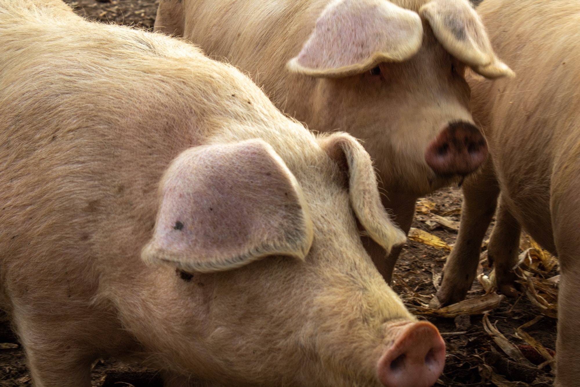 Cerdos en una granja