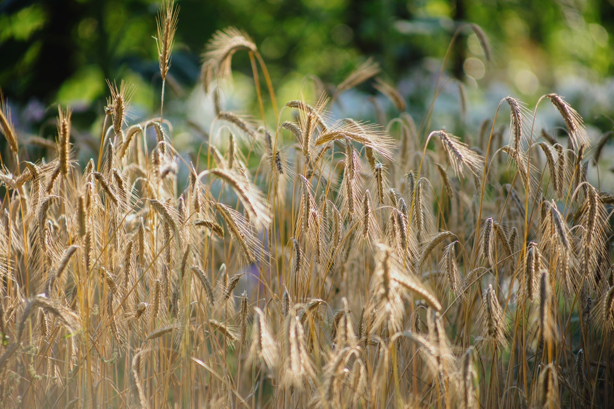 wheat ears grow in farmer's field, grow crops for production of flour and food.