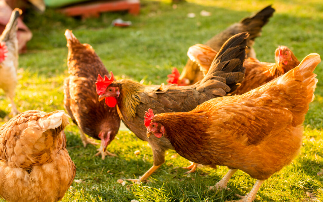 prevent e coli in chickens