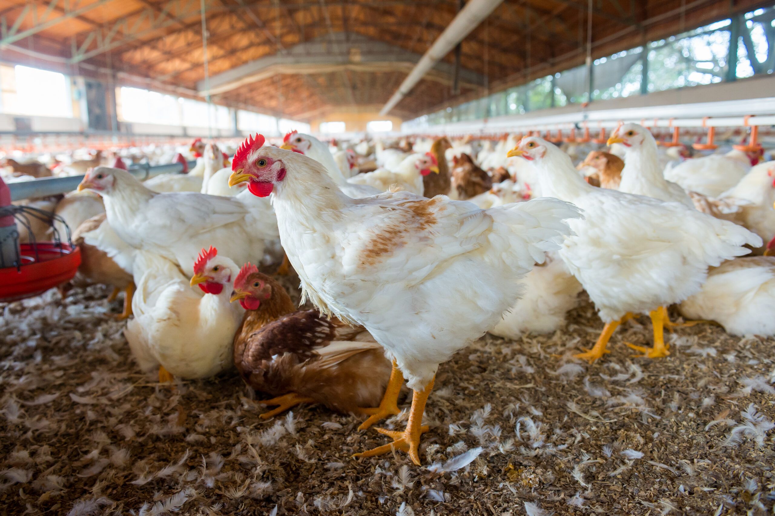 control-salmonella-in-chickens