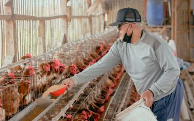 How To Control and Prevent Necrotic Enteritis in Chickens