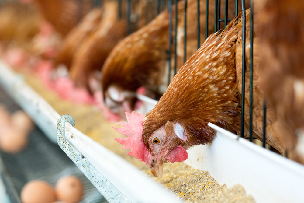 5 Ways To Improve Your Chicken Feed Conversion Ratio Engrain
