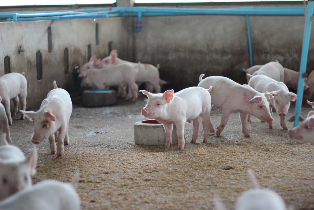 managing salmonella in pigs