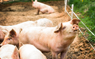 The Power of Probiotics in Swine Gut Health and Performance