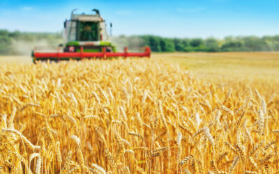 Cómo afectan las enfermedades del trigo y los factores medioambientales al suministro de trigo