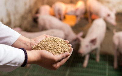 Optimizing Pig Feed Conversion Ratio