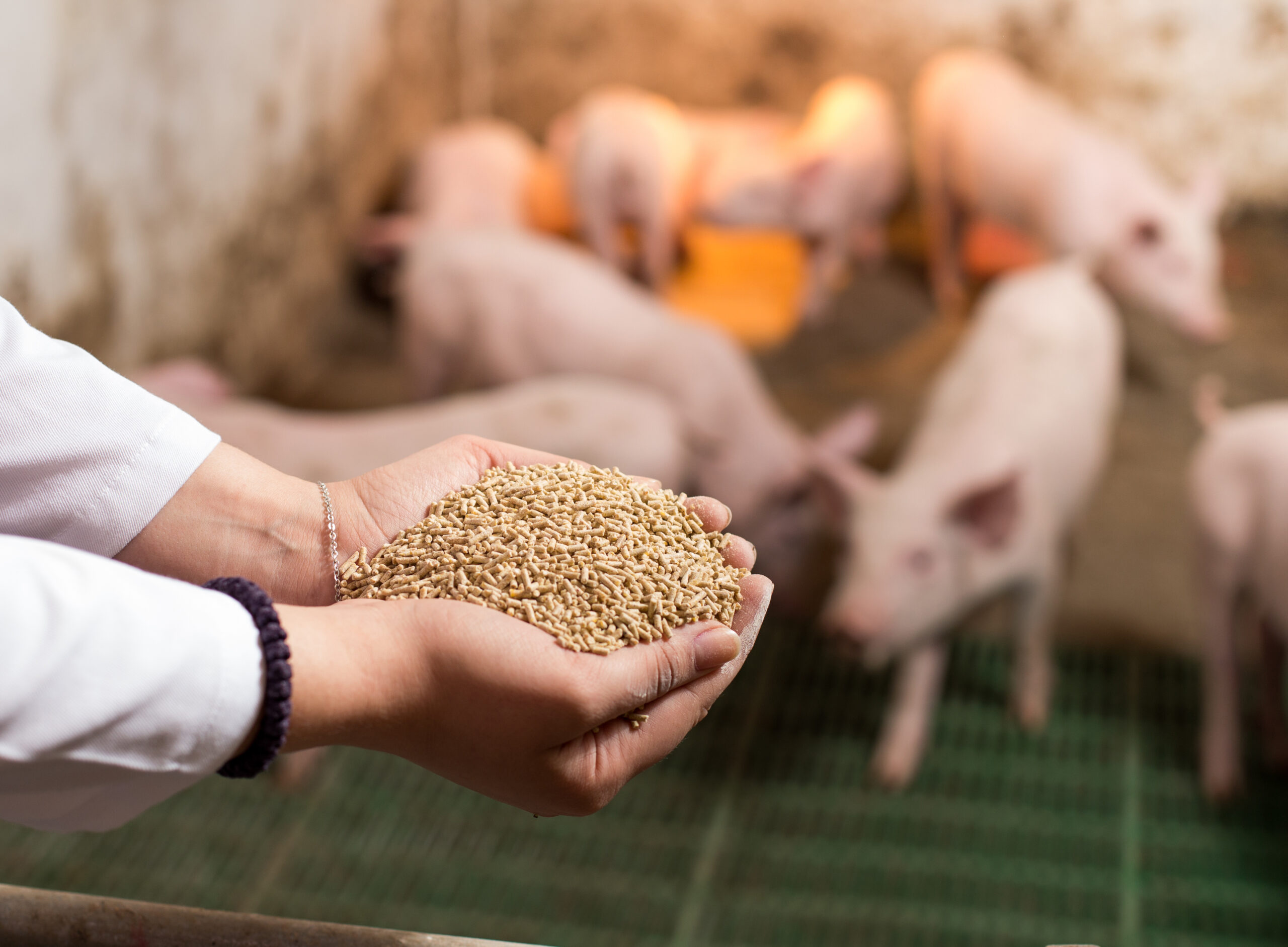 Optimizing Pig Feed Conversion Ratio Engrain optimizing-pig-feed-conversion-ratio-engrain