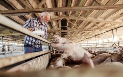 Balancing E. Coli Prevention and Pig Health With Cost-Effective Strategies