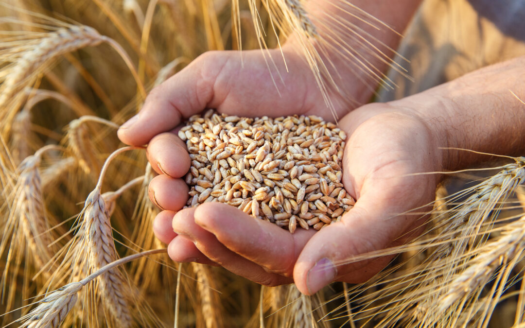 wheat grains in farmer hands