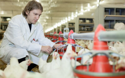 Managing Gut Health Challenges in Poultry
