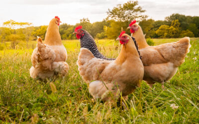 6 Common Chicken Diseases and How To Manage Them