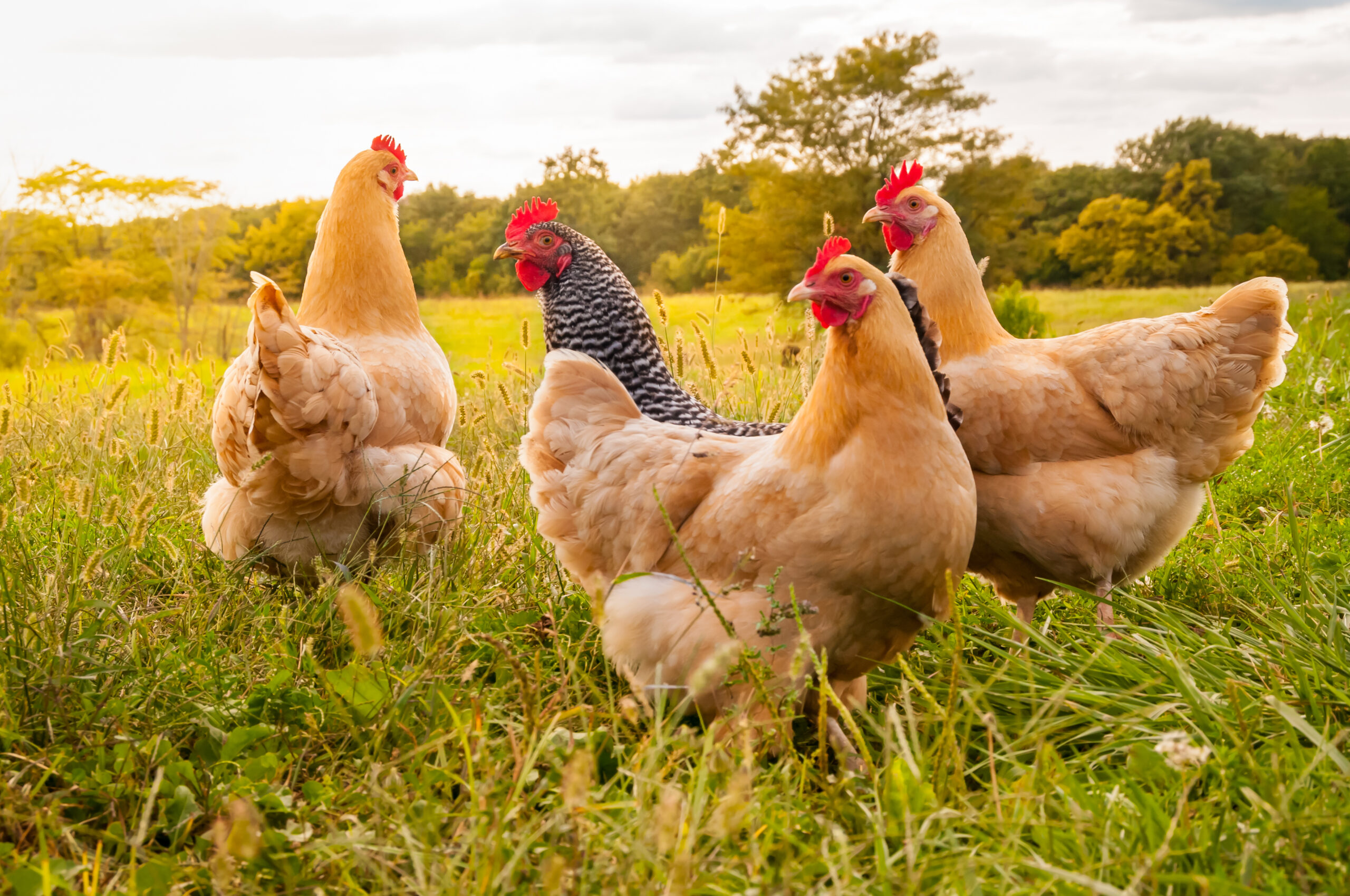 6 Common Chicken Diseases and How To Manage Them Engrain