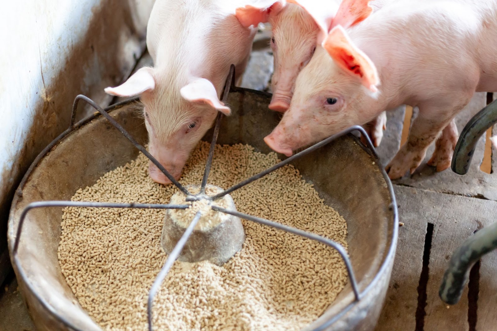 Optimizing Pig Feed Conversion Ratio Engrain