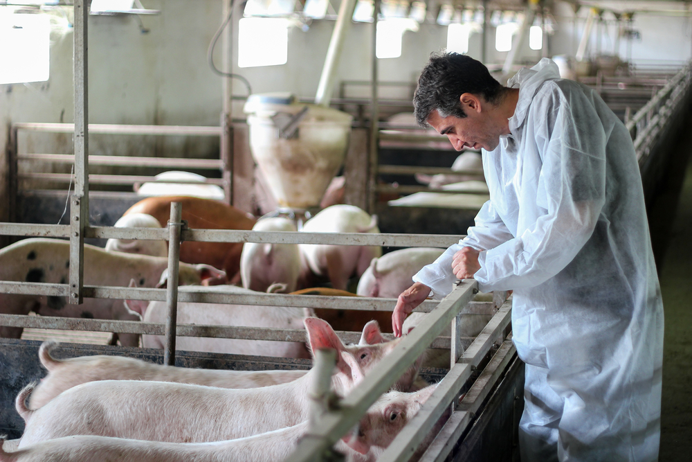 prevent e coli in pigs