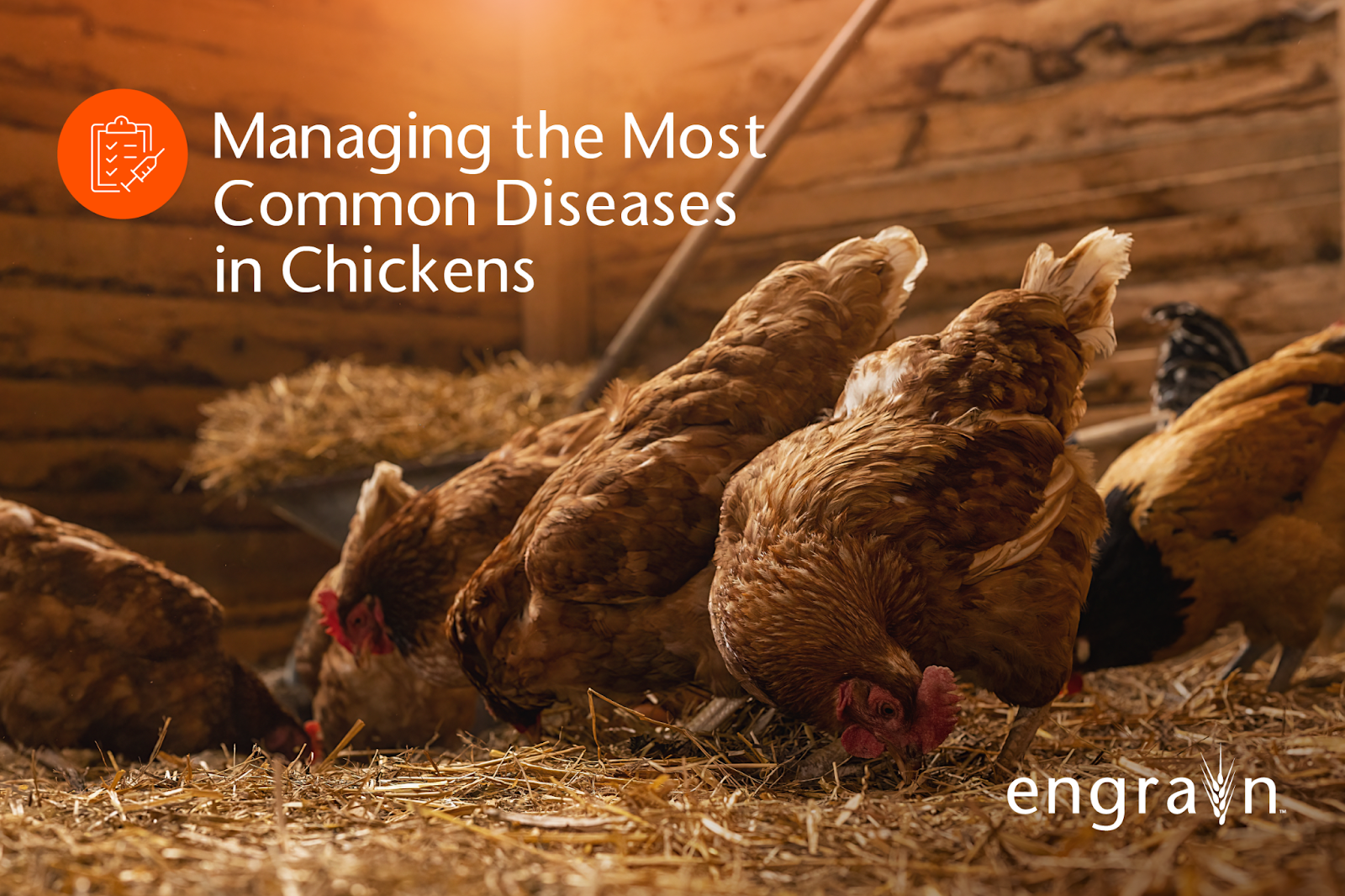managing common chicken diseases