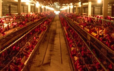 How To Control and Prevent Coccidiosis in Broiler Chickens