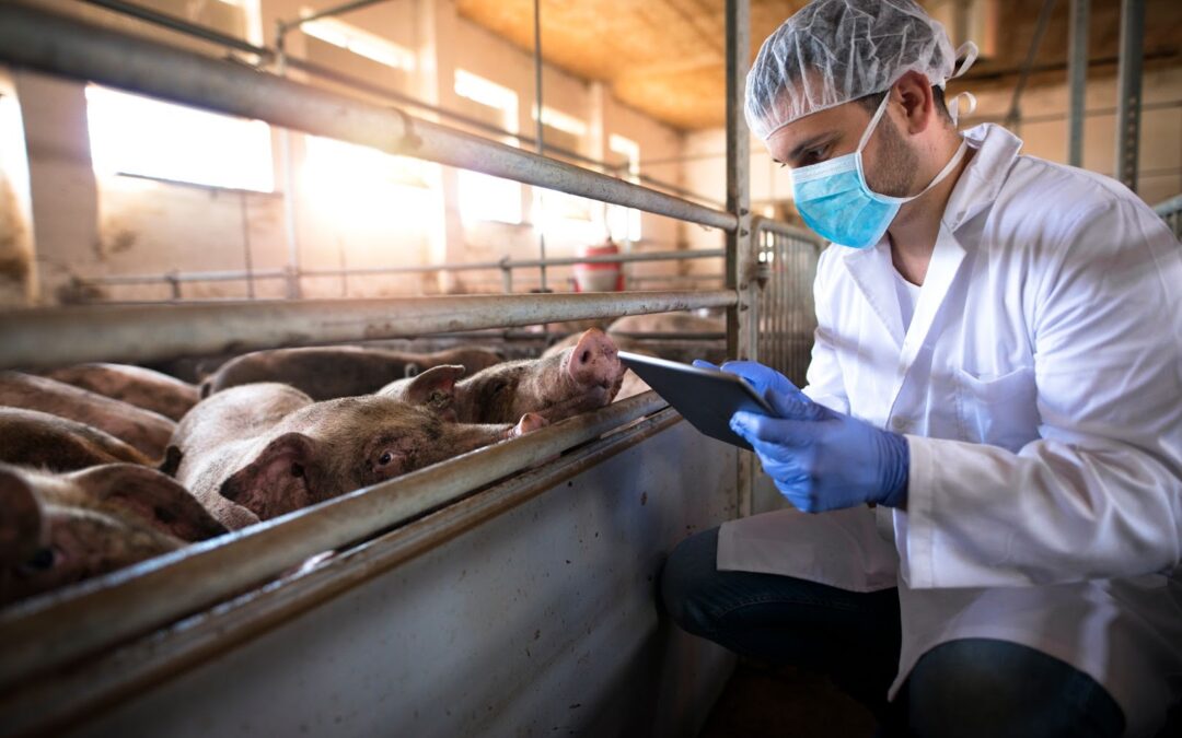 11 Common Pig Diseases and How To Manage Them