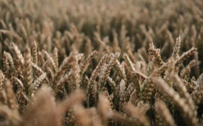 Overcoming Wheat Supply Chain Challenges